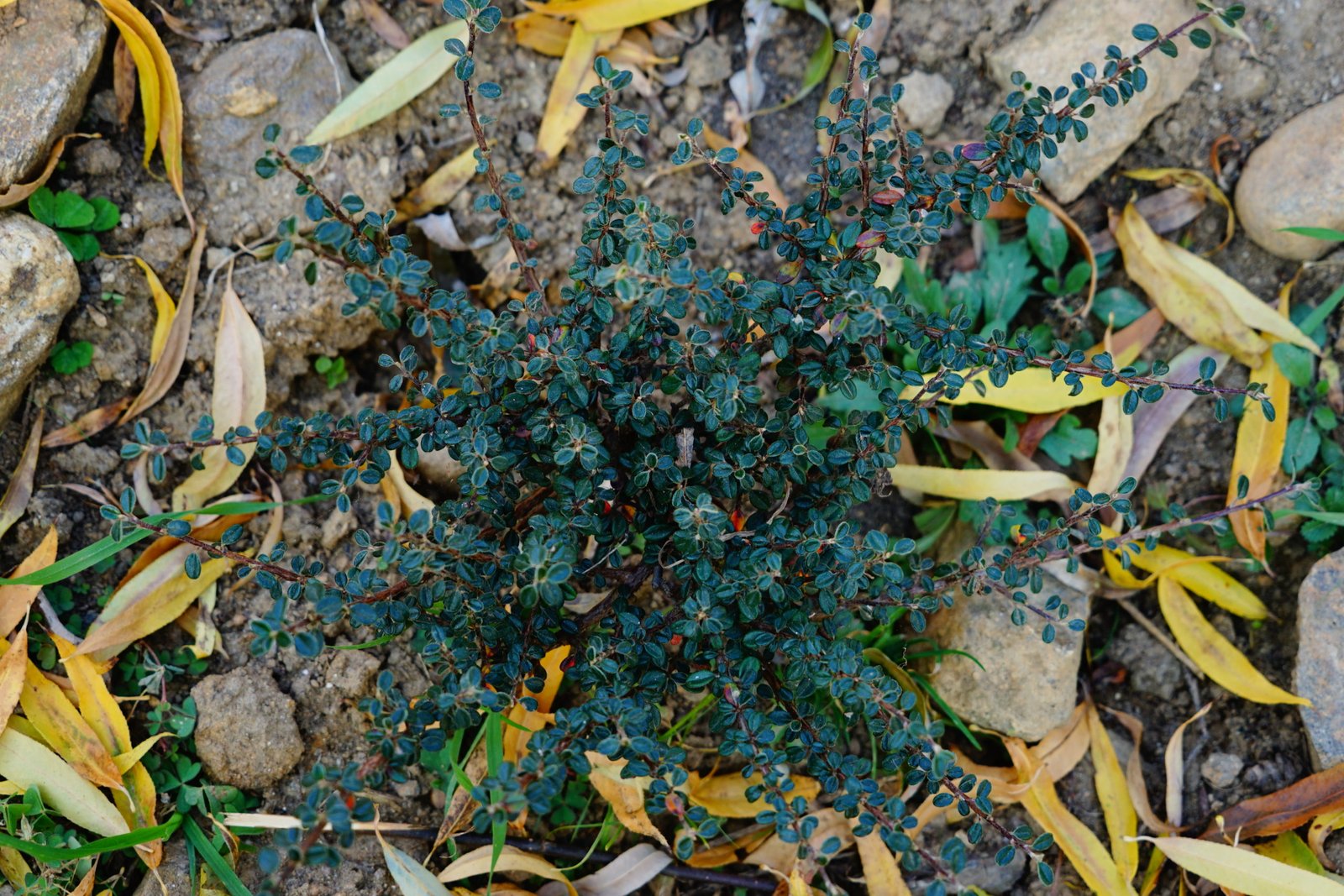 Fifty Species of Medical Seedlings Collected and Planted