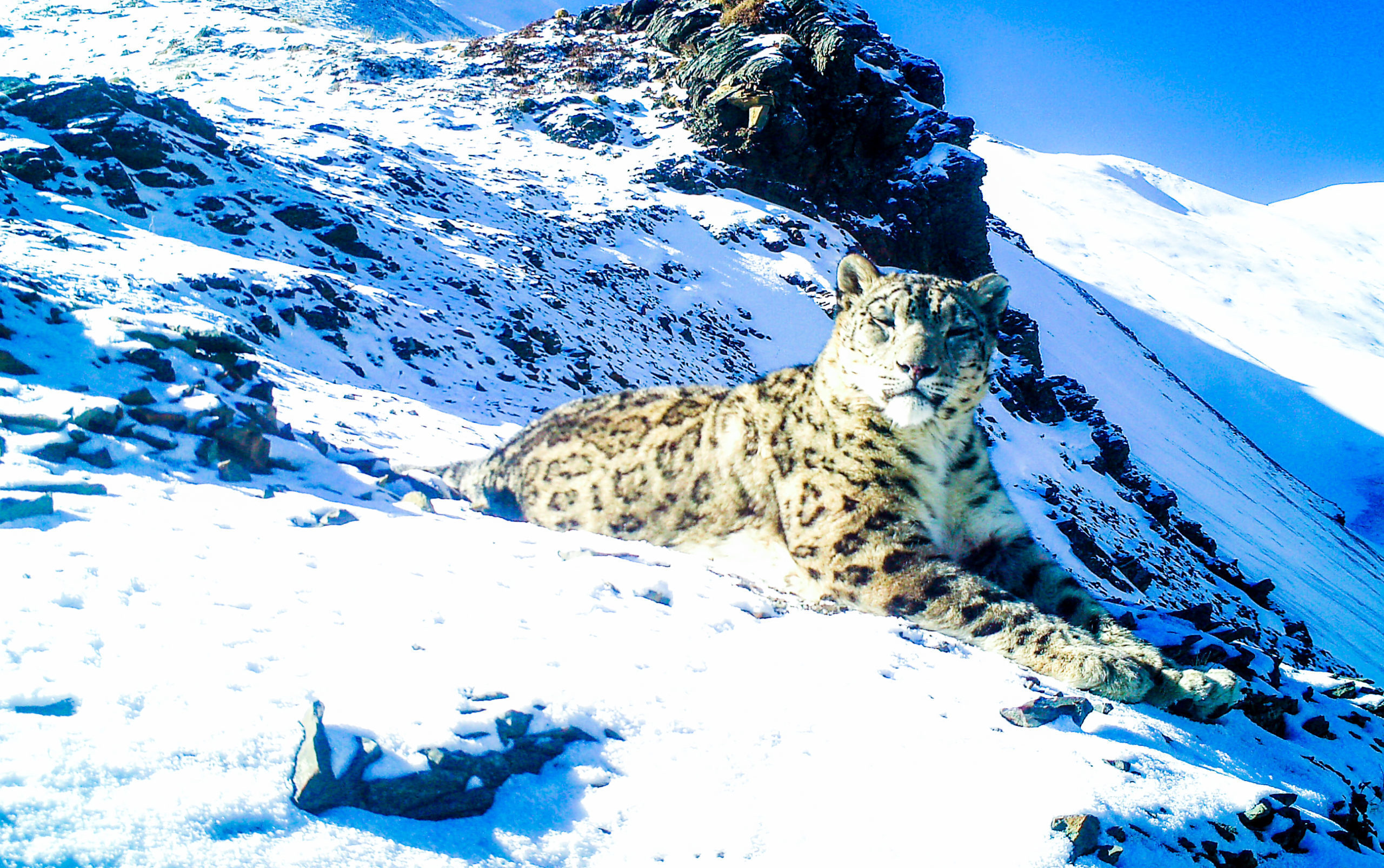 blueharvest for snow leopard