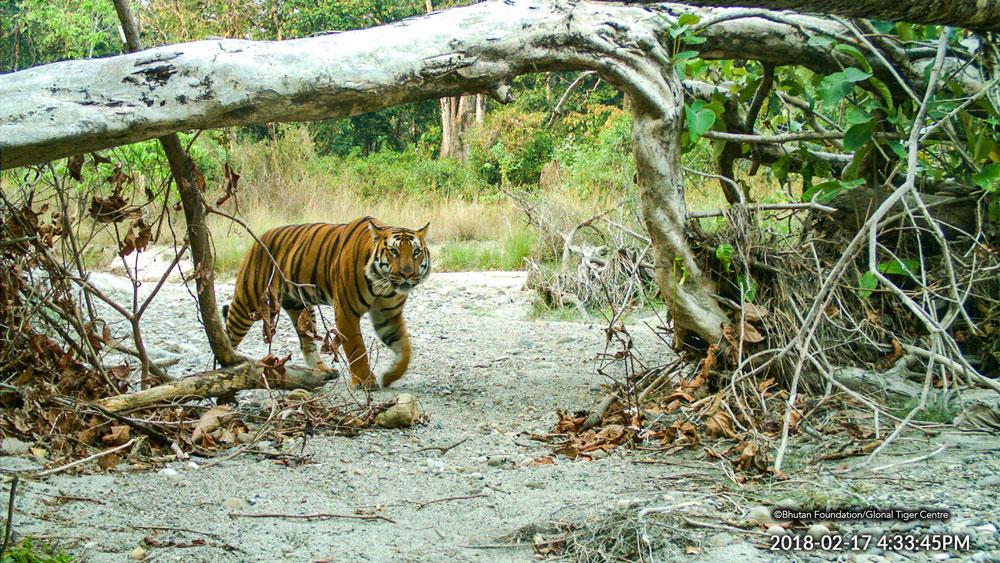 MONRE proposes tiger conservation program