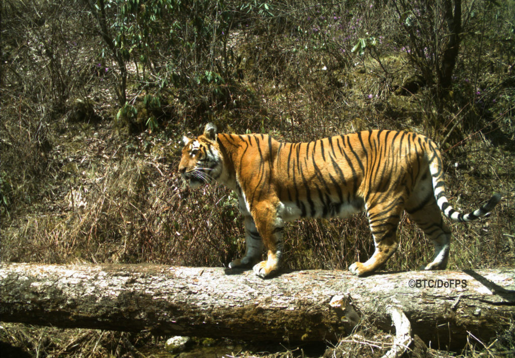 Bhutan Foundation Supports Emerging Tiger Strongholds in Central Bhutan ...