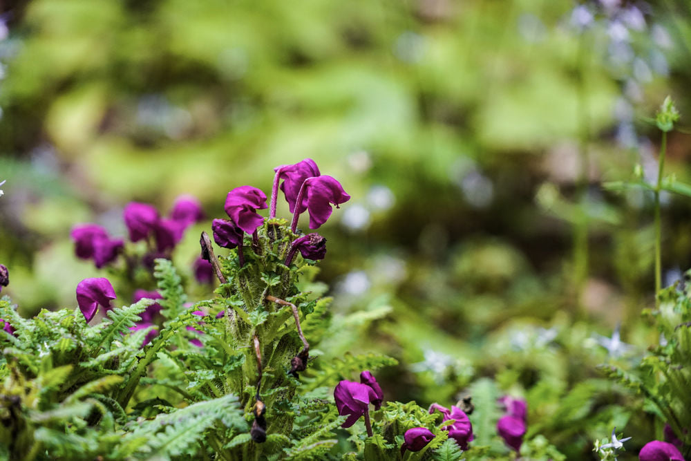 Traditional Medicine - Bhutan Foundation