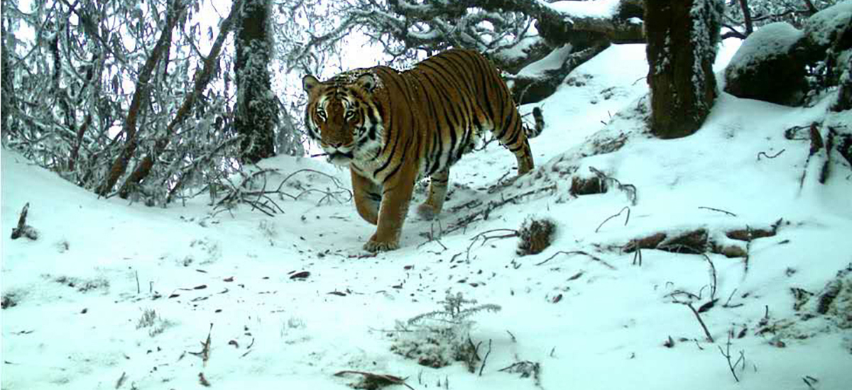 Bhutan is Important for Global Tiger Survival - Bhutan Foundation