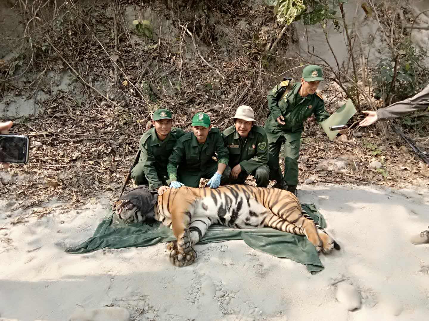 First Male Tiger in Bhutan Collared - Bhutan Foundation