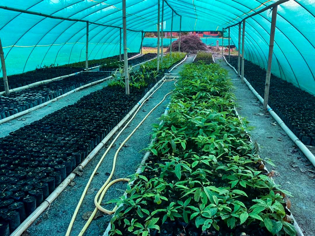 Nursery Grows Seedlings for a Million Tree Project
