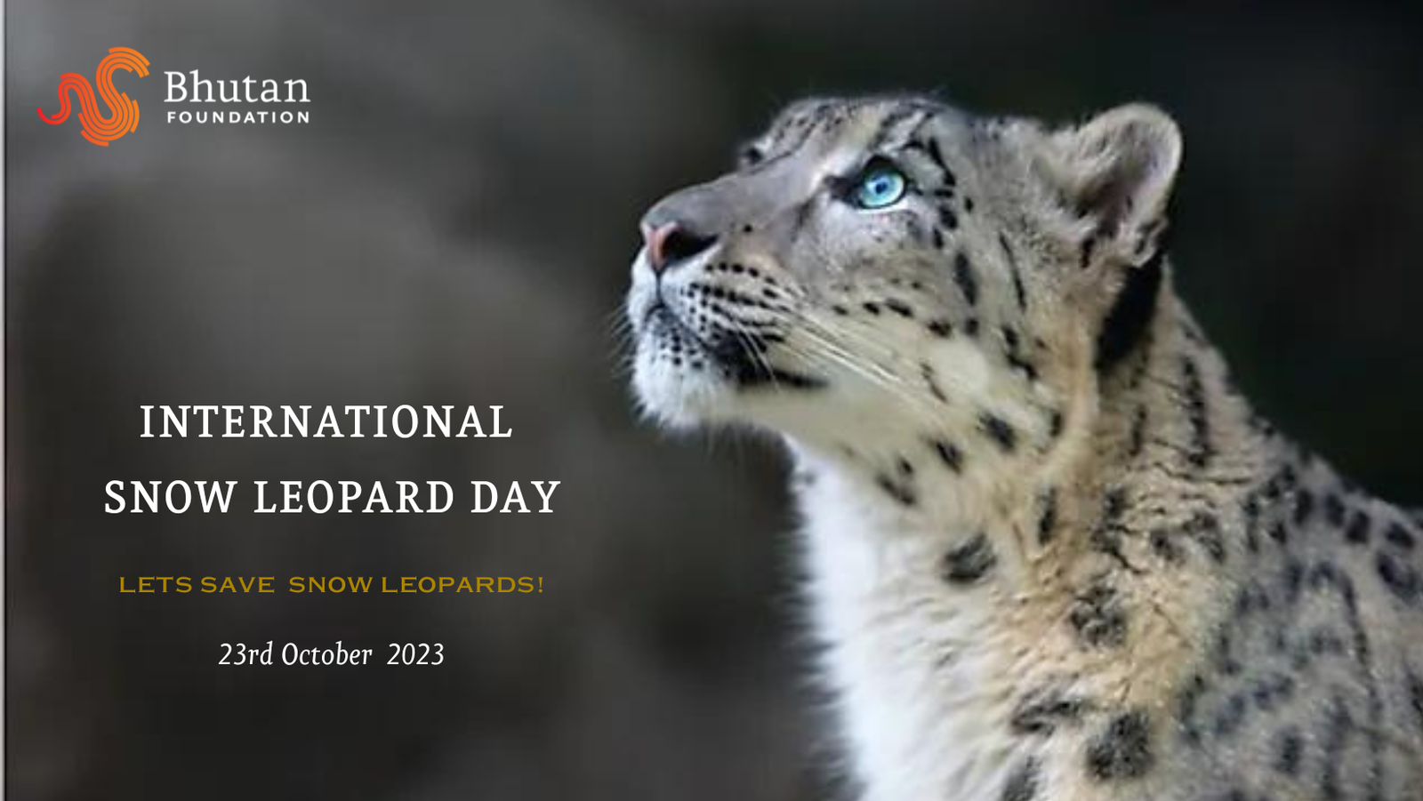 International Snow Leopard Day